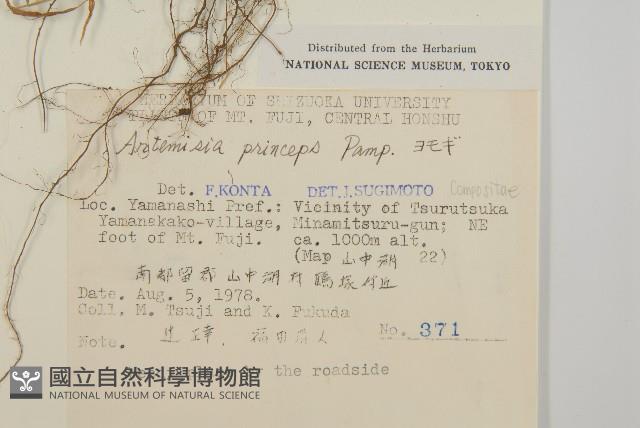 魁蒿藏品圖，第2張