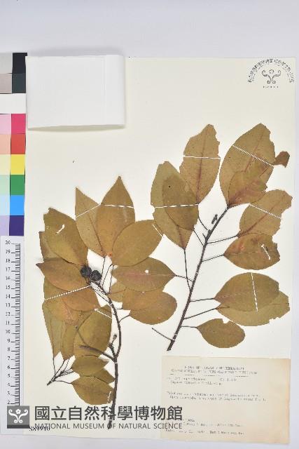 白臼藏品圖，第1張