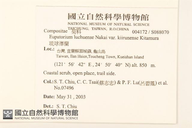 琉球澤蘭藏品圖，第2張