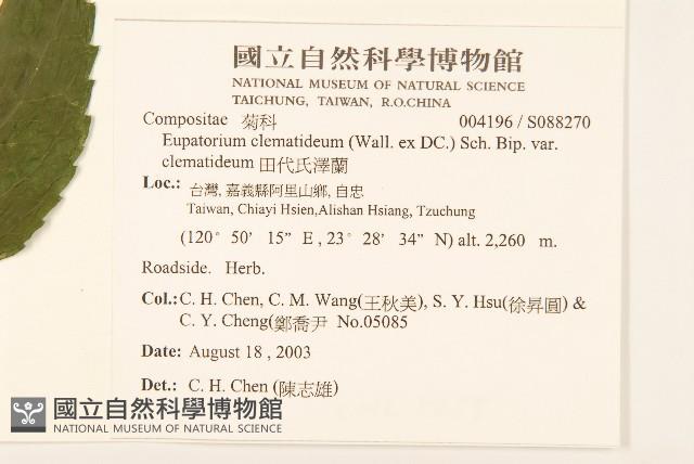 田代氏澤蘭藏品圖，第2張