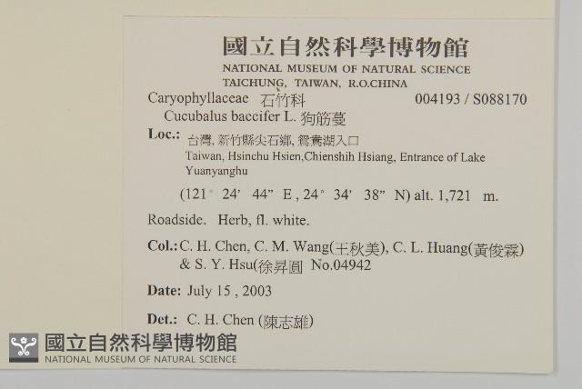 狗筋蔓藏品圖，第2張