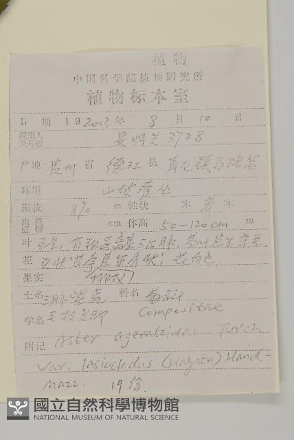 毛枝紫菀藏品圖，第2張