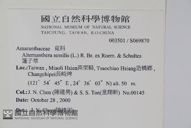 蓮子草藏品圖，第2張