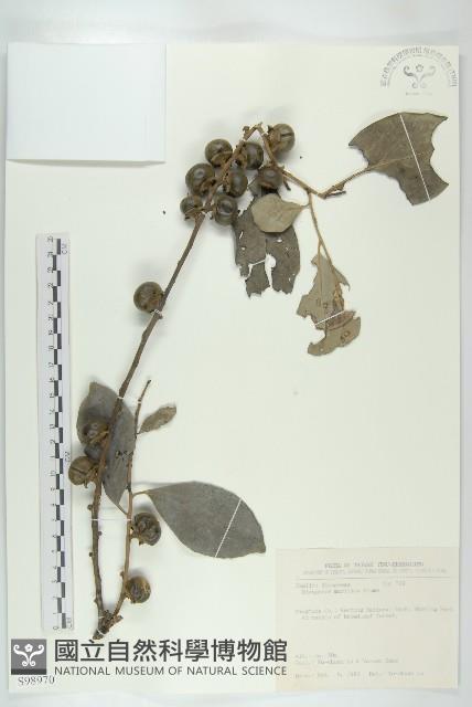 黃心柿藏品圖，第1張