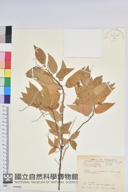 恆春鐵莧藏品圖，第1張