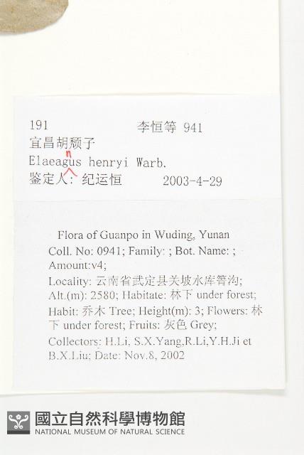 宜昌胡頹子藏品圖，第2張