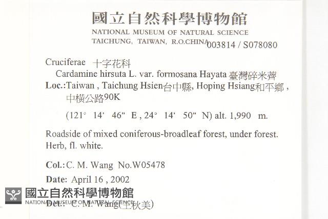 水花菜藏品圖，第2張
