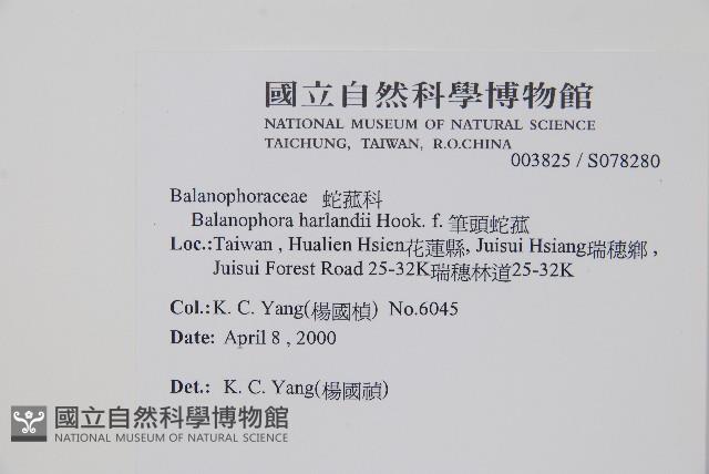 筆頭蛇菰藏品圖，第2張