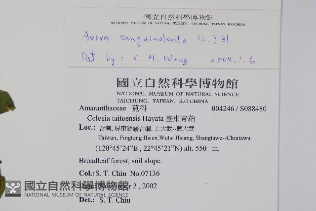 蔓雞冠、絹毛莧藏品圖，第2張