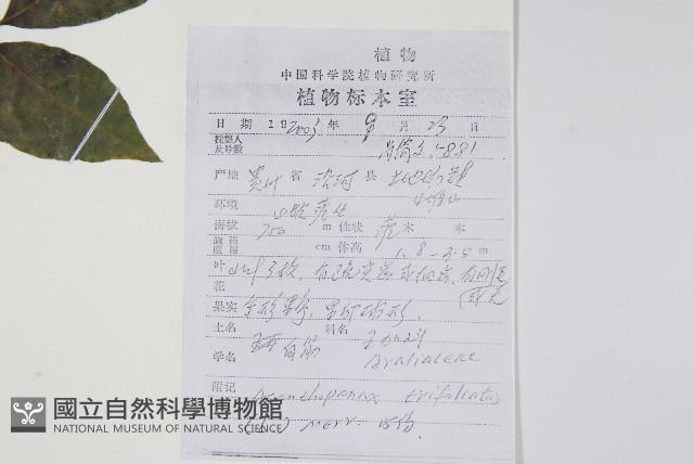 三葉五加、三加皮藏品圖，第2張