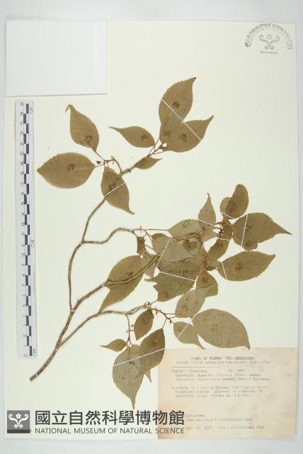 臺灣青莢葉藏品圖，第1張