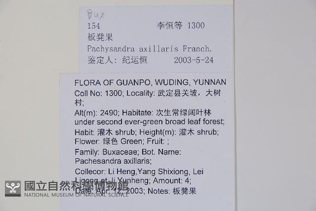 三角咪草藏品圖，第2張