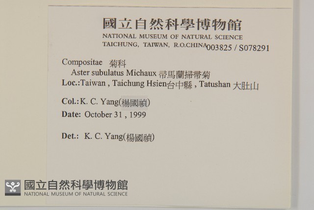 掃帚菊藏品圖，第2張