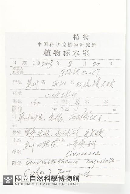 尖葉四照花藏品圖，第2張