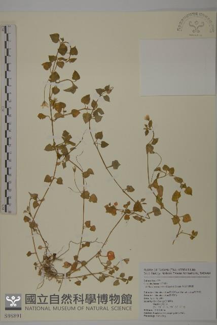 阿里山繁縷藏品圖，第1張