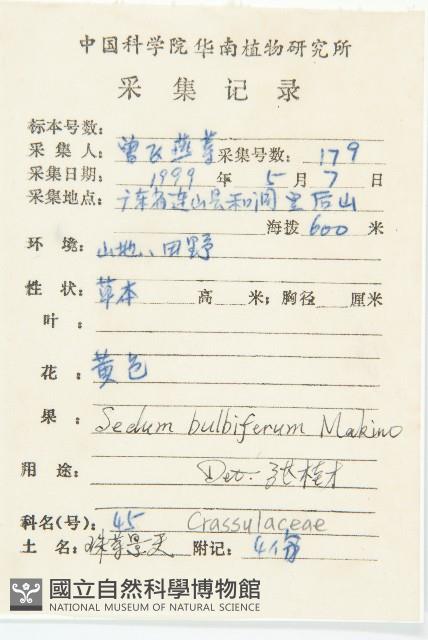 珠芽佛甲草藏品圖，第2張