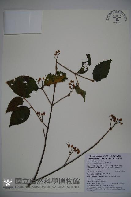 呂宋莢迷藏品圖，第1張