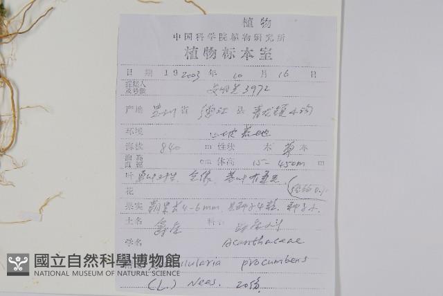 爵床、六角英藏品圖，第2張