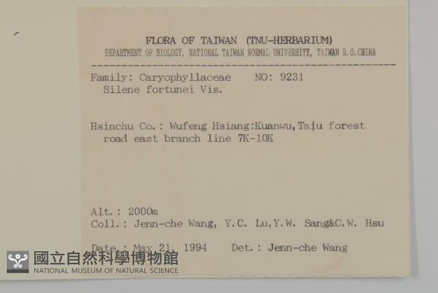 蠅子草藏品圖，第2張