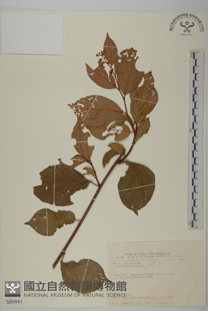 雷公藤藏品圖，第1張