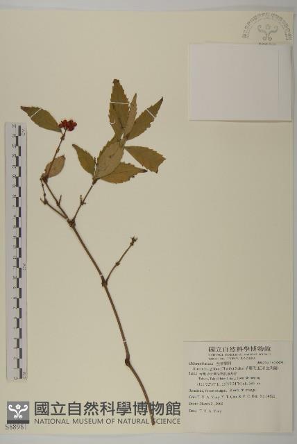 草珊瑚、紅果金粟蘭藏品圖，第1張