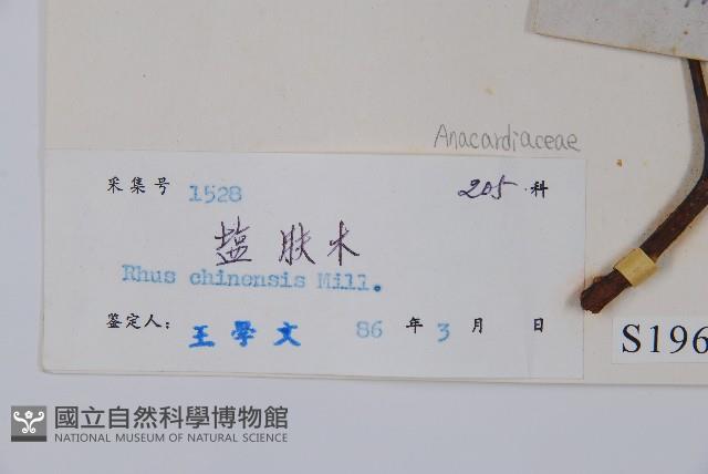 鹽膚木藏品圖，第2張