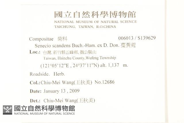 蔓黃菀藏品圖，第2張