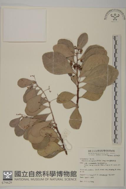 蘭嶼裸實藏品圖，第1張