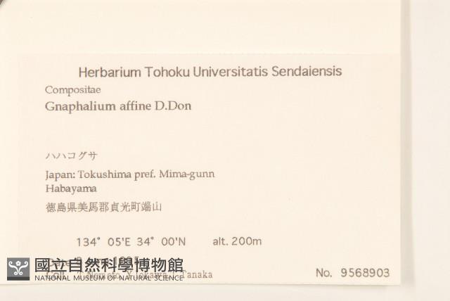 鼠麴草藏品圖，第2張