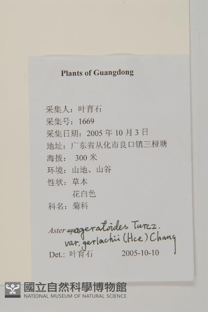 三脈紫菀狹葉變種藏品圖，第2張