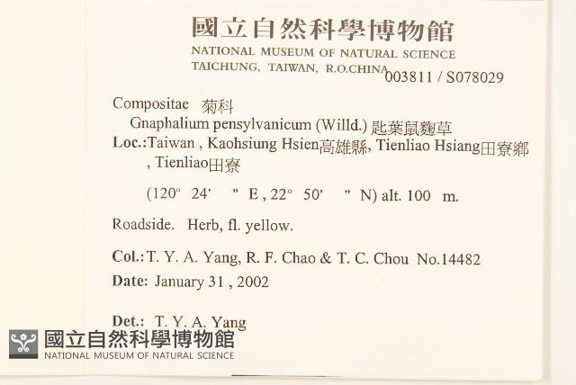 匙葉鼠麴草藏品圖，第2張