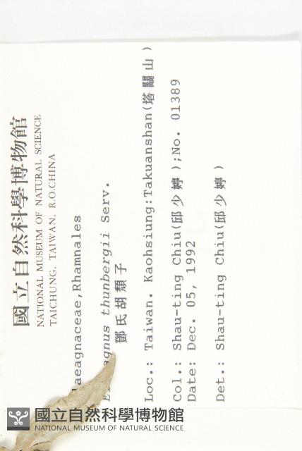 鄧氏胡頹子藏品圖，第2張