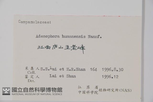 湖南沙參、寬裂沙參藏品圖，第2張