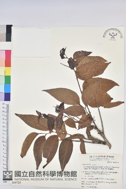 披針葉饅頭果藏品圖，第1張