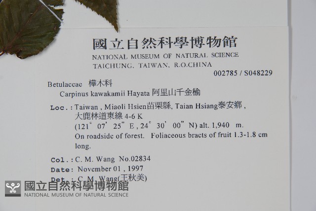阿里山千金榆藏品圖，第2張