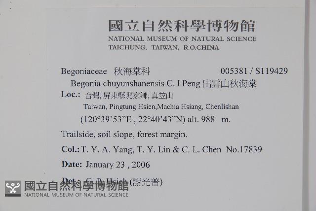 出雲山秋海棠藏品圖，第2張