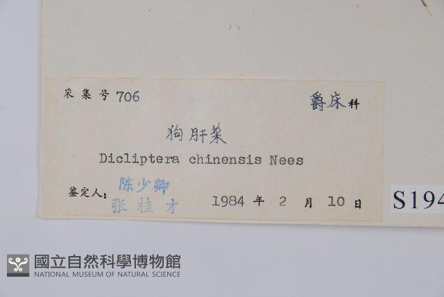 華九頭獅子草藏品圖，第2張
