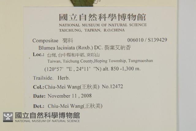 裂葉艾納香藏品圖，第2張