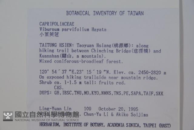 小葉莢迷藏品圖，第2張