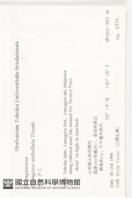 小葉胡頹子藏品圖，第2張