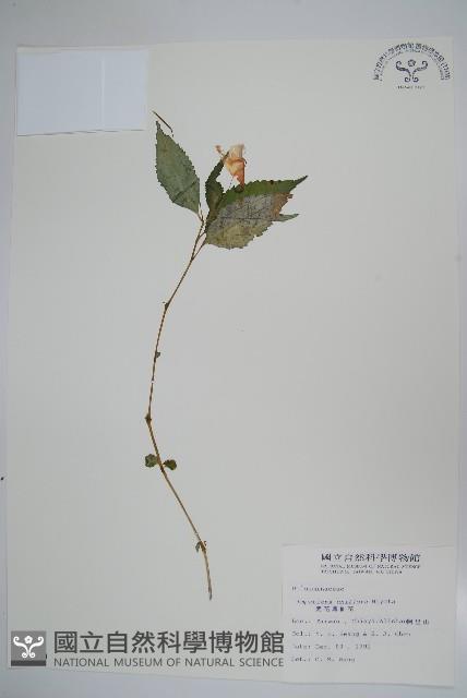 紫花鳳仙花藏品圖，第1張