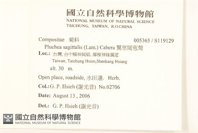 翼莖闊苞菊藏品圖，第2張