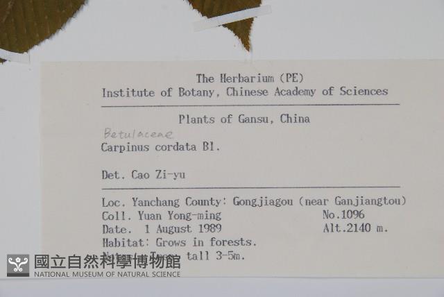 千金榆藏品圖，第2張