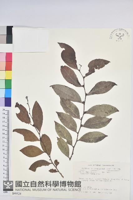 細葉饅頭果藏品圖，第1張