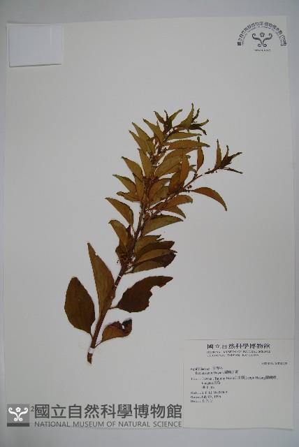 Lanyu holly Collection Image, Figure 1, Total 2 Figures