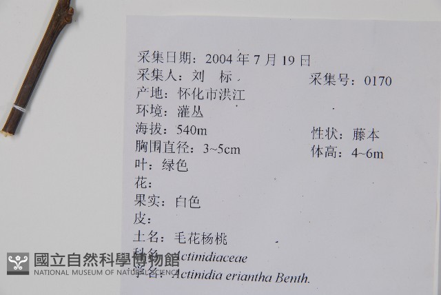 毛花楊桃藏品圖，第2張