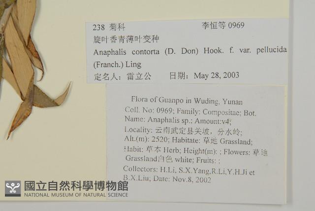 旋葉香青薄葉變種藏品圖，第2張