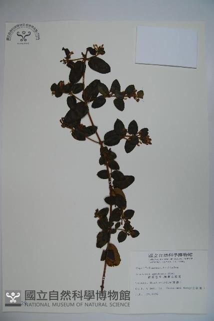 無梗忍冬藏品圖，第1張