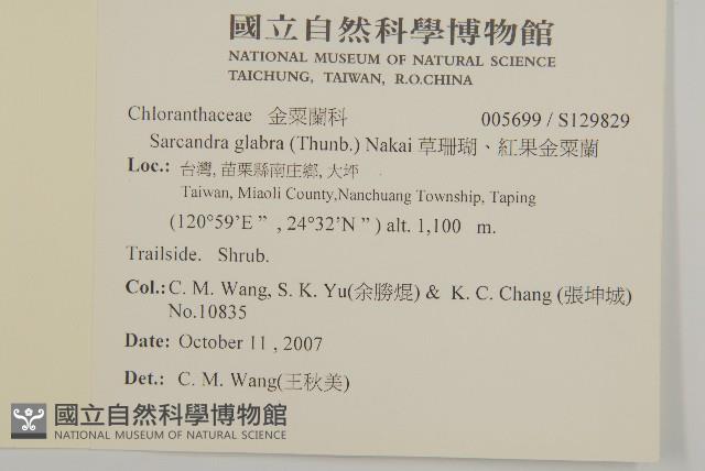 草珊瑚、紅果金粟蘭藏品圖，第2張