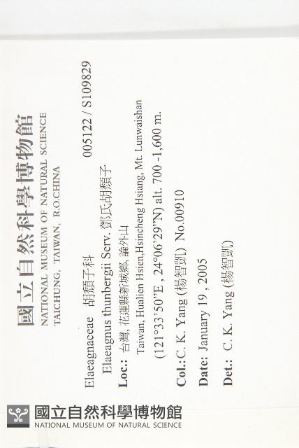 鄧氏胡頹子藏品圖，第2張